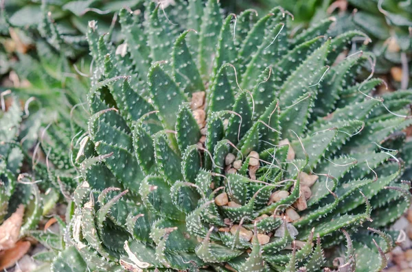 Cactus flowers macro — Stock Photo, Image