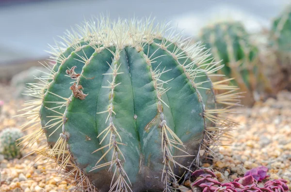 Cactus bloemen macro — Stockfoto