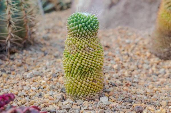 Cactus bloemen macro — Stockfoto