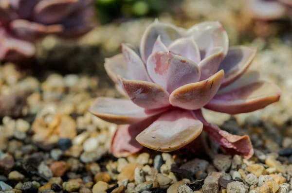 Makro kaktusových květin — Stock fotografie