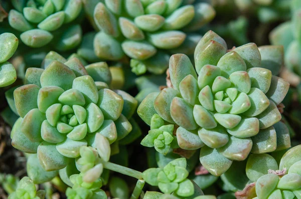 Cactus flowers macro — Stock Photo, Image