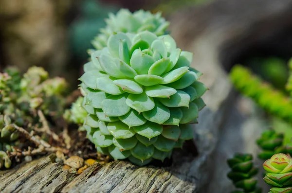 Makro kaktusových květin — Stock fotografie