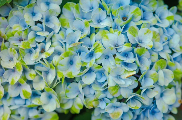 Roze hortensia bloem — Stockfoto