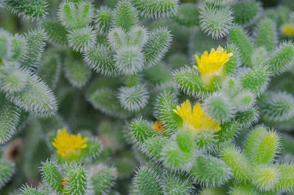 Žluté kaktusové květiny makro — Stock fotografie