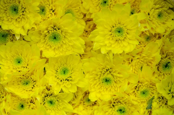 Žluté květy chryzantémy — Stock fotografie