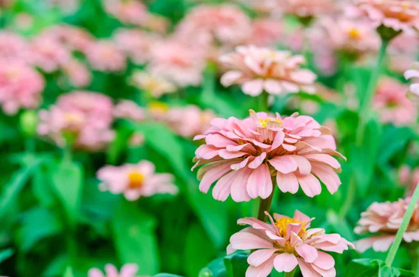 Flor de zinnia rosa — Foto de Stock