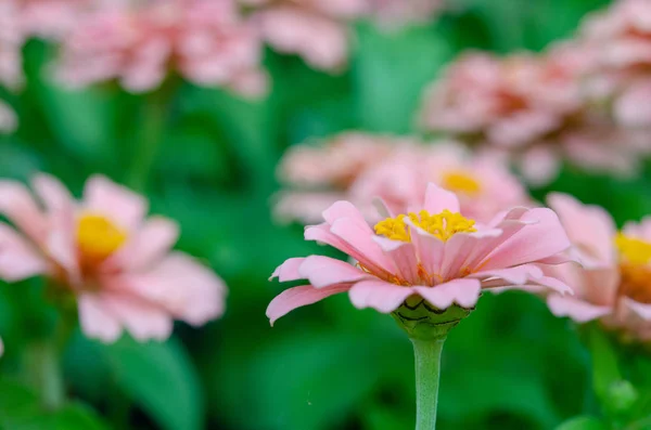 Flor de zinnia rosa — Foto de Stock