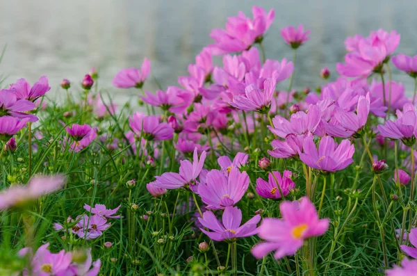 Cosmos flowers — Stock Photo, Image