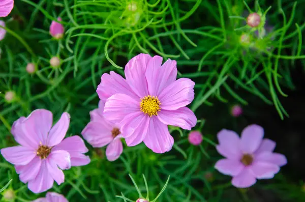 Fleurs de cosmos — Photo