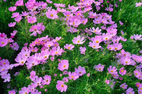 Cosmos flowers — Stock Photo, Image