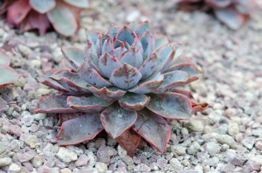 Kaktüs çiçekleri makro