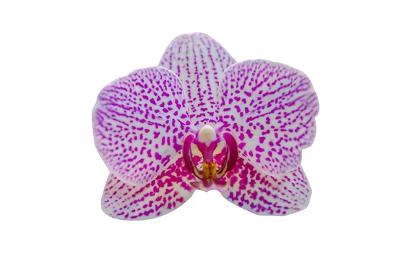 Paarse orchid — Stockfoto