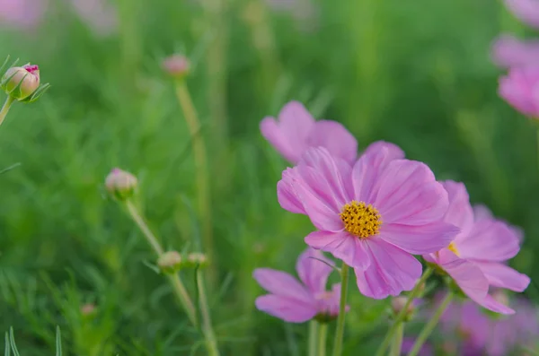 Cosmos flores — Foto de Stock