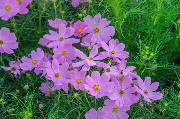 Fleurs de cosmos — Photo