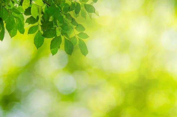 Abstract Vervaging Natuur Groen Bladeren Bokeh Achtergrond — Stockfoto