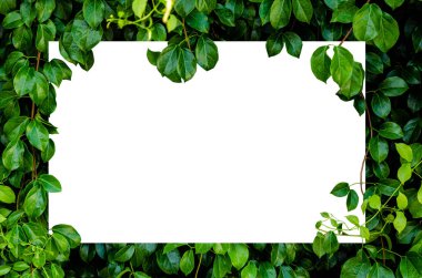 Yeşil yapraklı konuşma kutusu