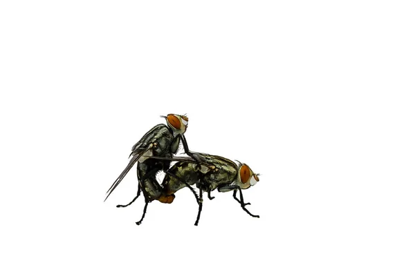 在白色背景上与苍蝇交配 — 图库照片