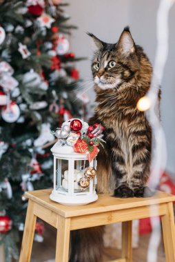 Maine Rakun Kedisi ve Noel Feneri