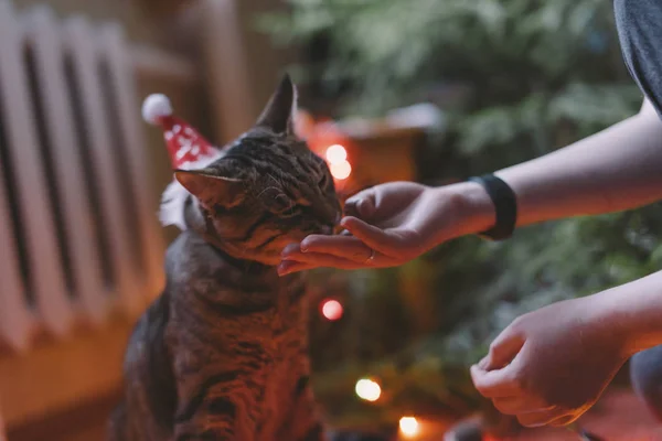 Katt i en julmössa — Stockfoto