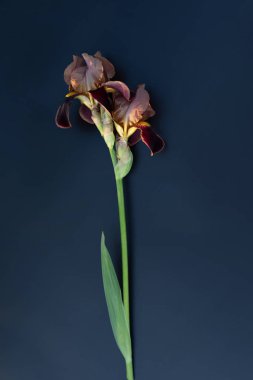 Karanlık bir arka planda koyu kırmızı zambak çiçeği.