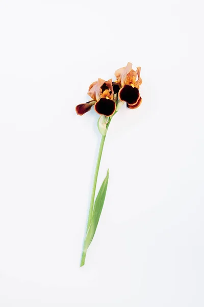 Chocoladerijke irisbloemen op een witte achtergrond — Stockfoto