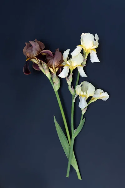 Jasny i ciemny kwiat tęczówki na czarnym tle — Zdjęcie stockowe
