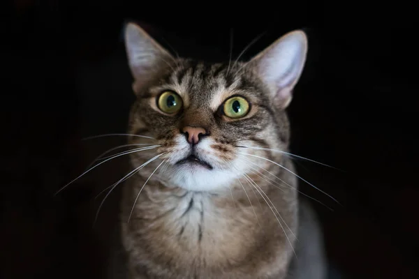 Gato surpreso em um fundo preto — Fotografia de Stock