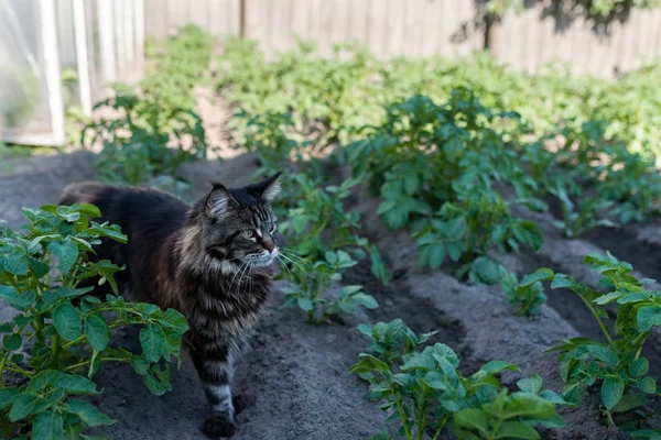 시장 정원에 있는 고양이 — 스톡 사진