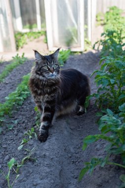 Kedi marketin bahçesinde yürüyor.