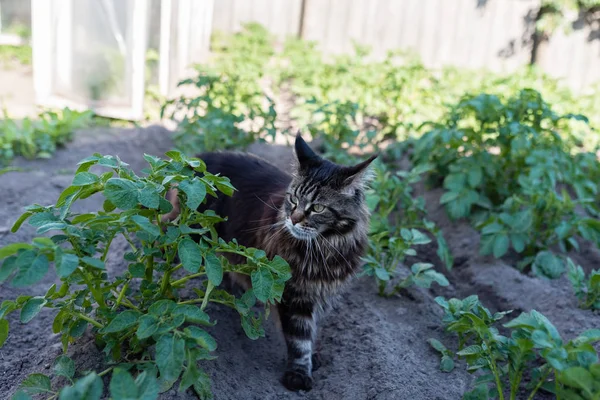 Gato en el jardín del mercado — Foto de Stock