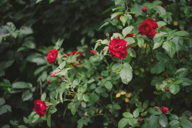 Bahçede açan kırmızı gül çalısı