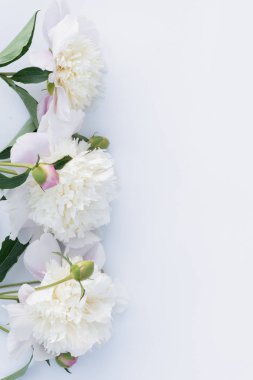 Beyaz peonies çerçevesinde