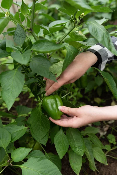 Green fresh pepper — Zdjęcie stockowe
