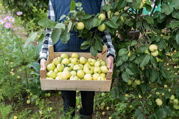 Rolnik z drewnianym pudełkiem jabłek — Zdjęcie stockowe
