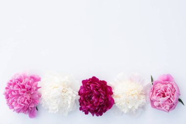 Five peonies horizontal