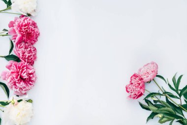 Pembe ve beyaz şakayıklar. 