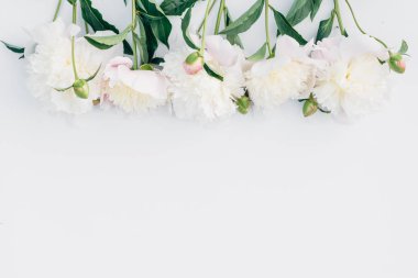  Beyaz peonies 