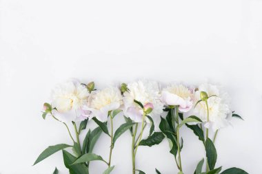 Varietal peonies on a white background 