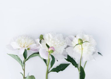 Three beautiful peonies