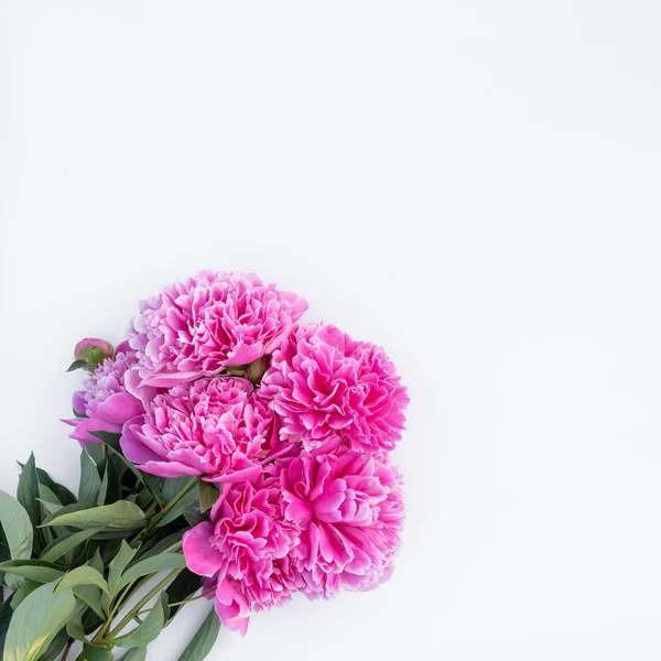 Pink peonies Royalty Free Stock Images