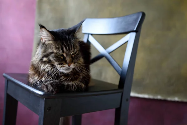 Maine Coon Gato Senta Uma Cadeira Preta Fundo Cáqui Berinjela — Fotografia de Stock