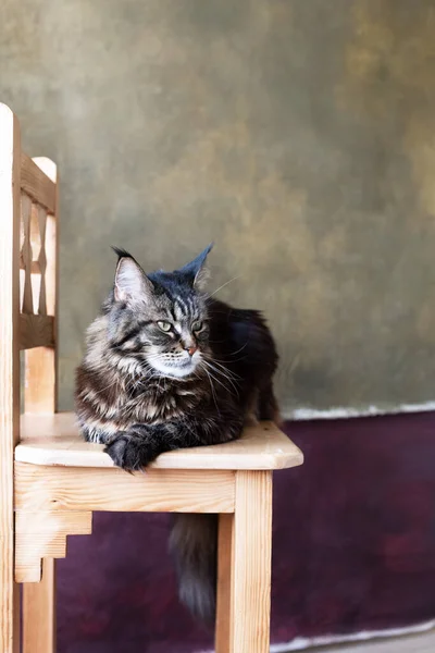 メインコーン猫は カーキとパープルの背景のスタジオで木製の椅子に横たわっています — ストック写真