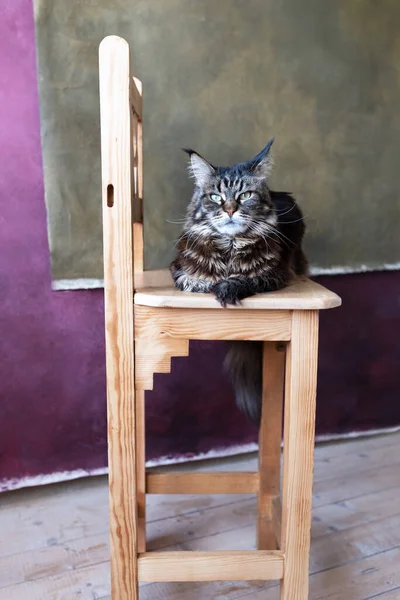 メインコーン猫は カーキとナスの背景のスタジオで木製の椅子に横たわっています — ストック写真