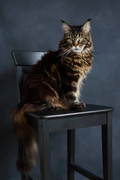 Maine Coon Gato Sienta Una Silla Negra Sobre Fondo Gris — Foto de Stock