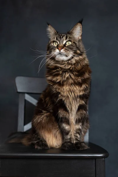 Maine Coon Katze Sitzt Auf Einem Schwarzen Stuhl Auf Grauem — Stockfoto