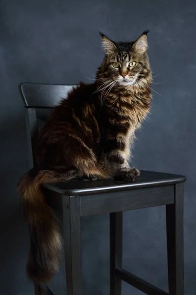 Maine Coon Kot Siedzi Czarnym Krześle Szarym Tle Widok Przodu — Zdjęcie stockowe