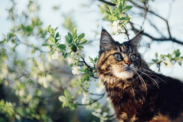 Die Katze Sitzt Auf Einer Blühenden Pflaume Nahaufnahme — Stockfoto