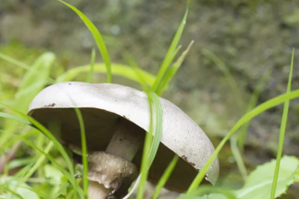 Pilz im Gras — Stockfoto