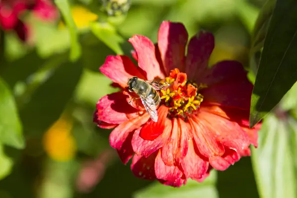 Bee on a flower — Stock Photo, Image