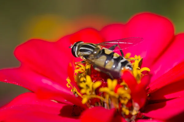 Biene auf einer Blume — Stockfoto